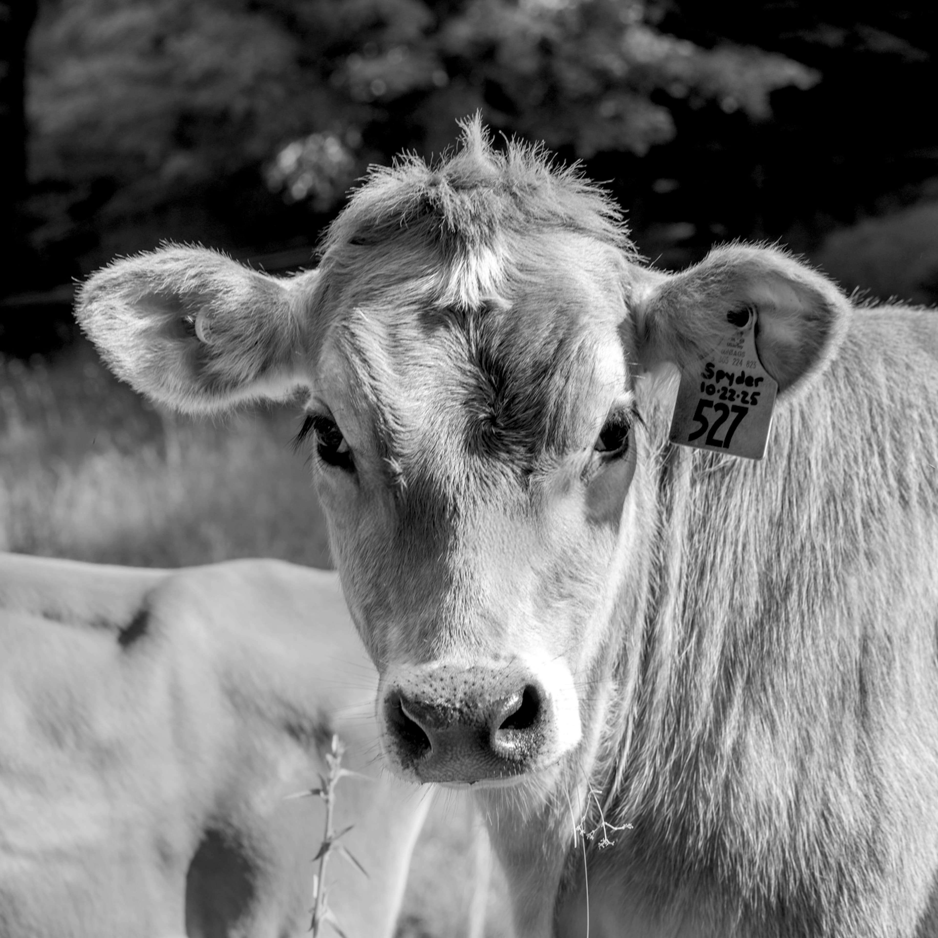 Two curious Jersey cows at Spring Brook Farm